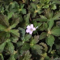 Geranium nepalense Sweet